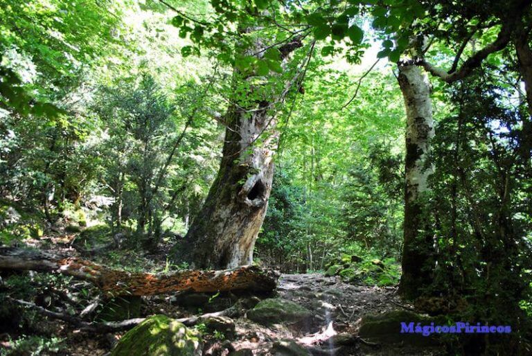 Ruta a las Cascadas del Cinca