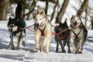 Mushing en Lles de Cerdanya