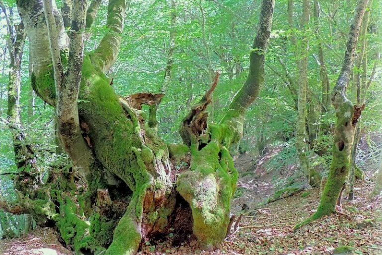 Bosque Carlac Encantado