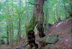Los Fantasmas del Bosque de Carlac