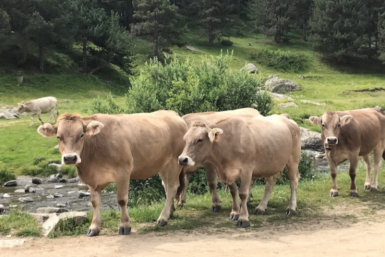 Vacas en Montgarri