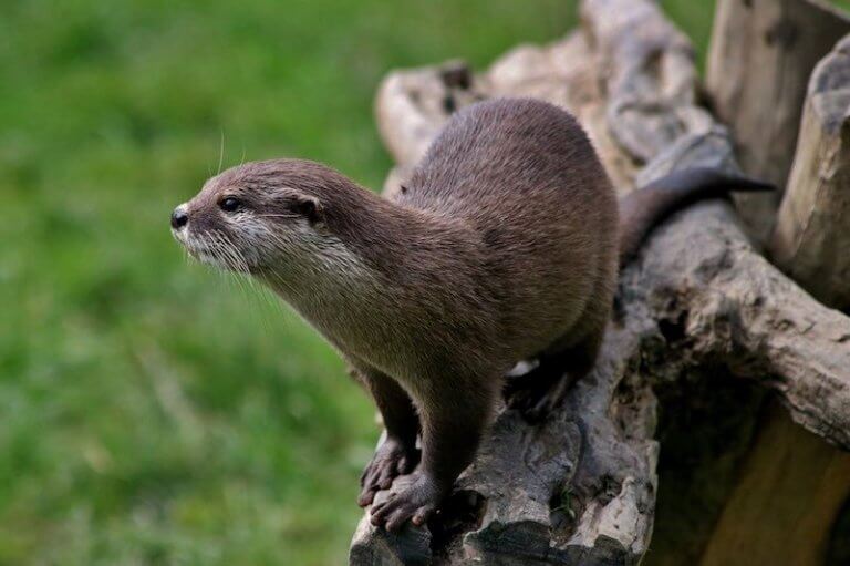 Nutria - Fauna y Flora del Parque Nacional de Aiguestortes