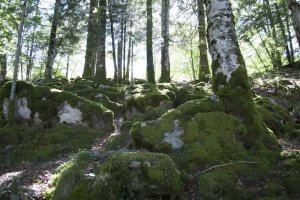 Frondosidad de la Selva de Irati